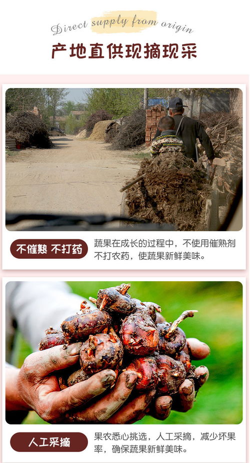 高原馬蹄脆甜，云南特產荸薺地梨的滋味與選購